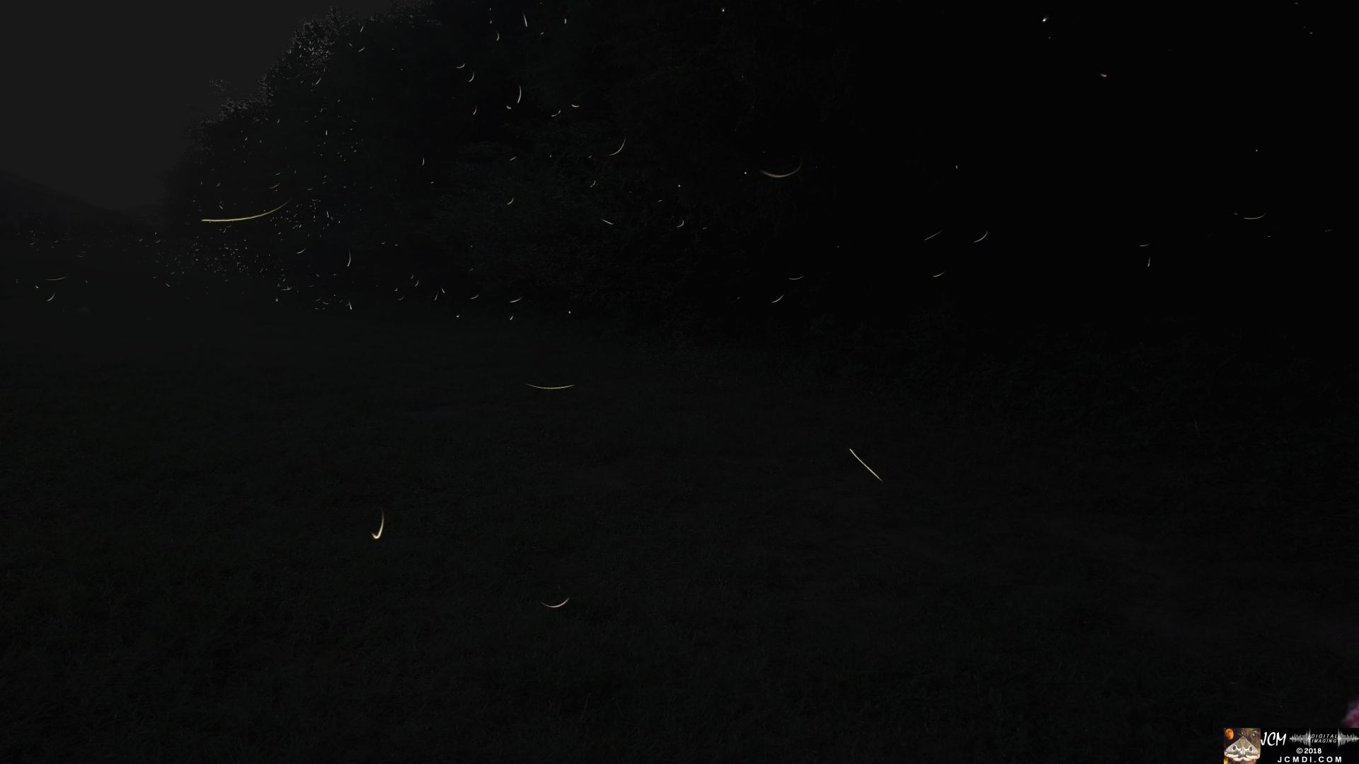 A Flurry of Fireflies composite image of 200+ frames, July Tennessee